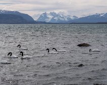 IMG_3072 13/01/2019 - Merveilleuses créatures de la Nature : des cignes à col noir qui vivent aussi bien en eau salée qu'en eau fraiche, étonnant. Ah! These elegant...
